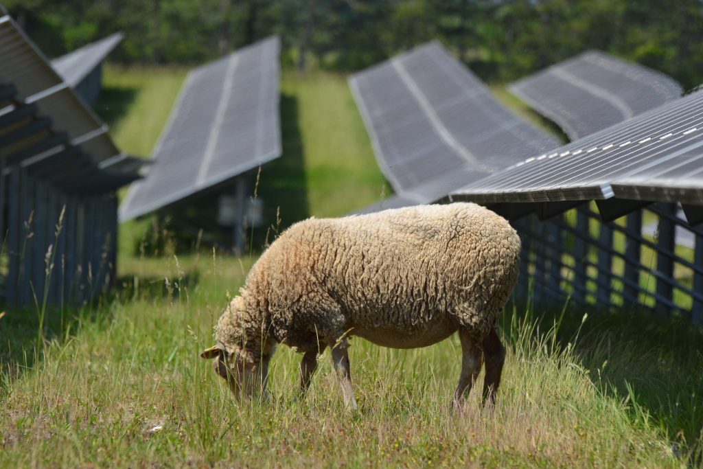 Ecopaturage