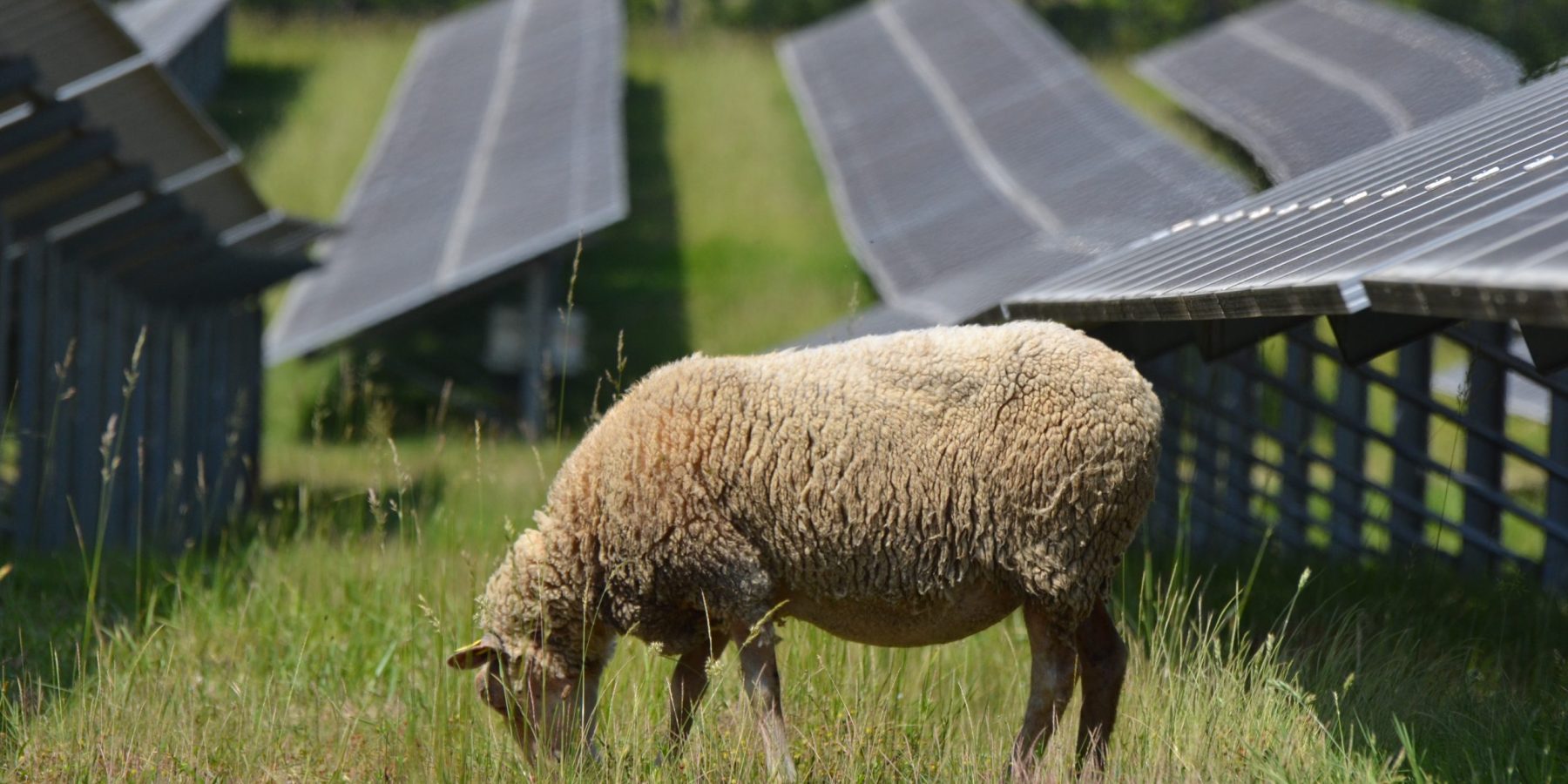 Ecopaturage