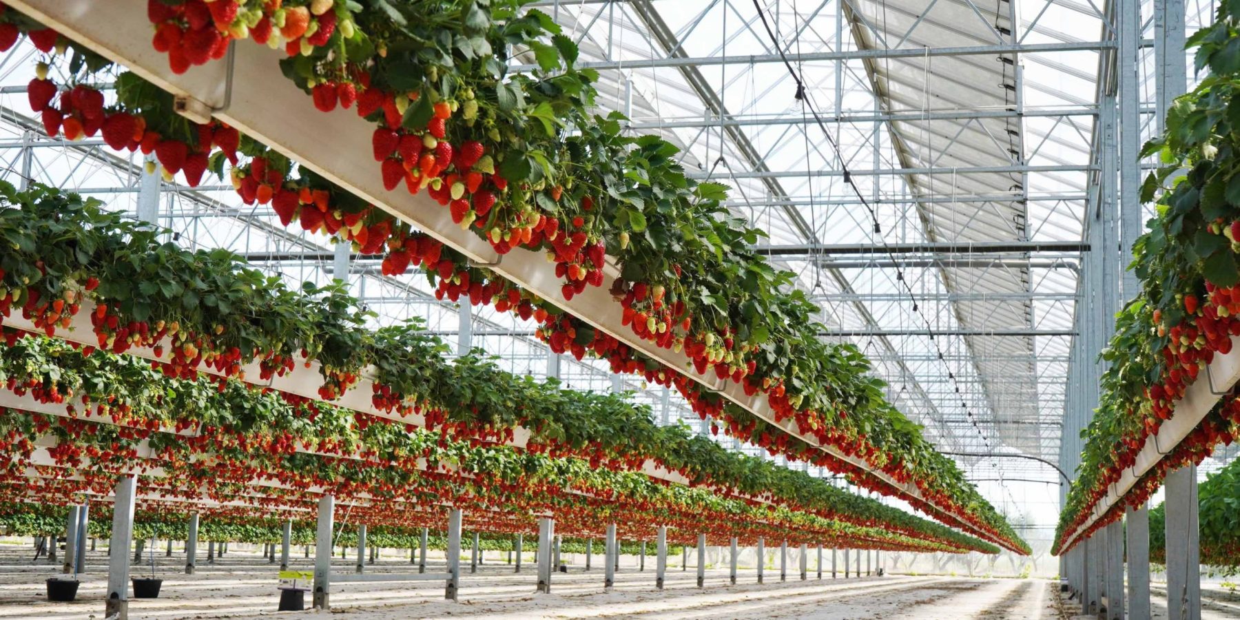 Facon fraises
