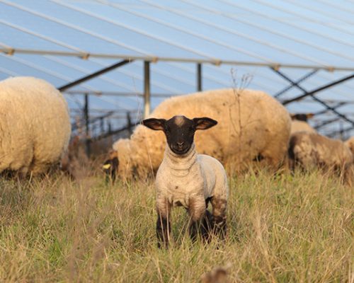Moutons Buzet 08