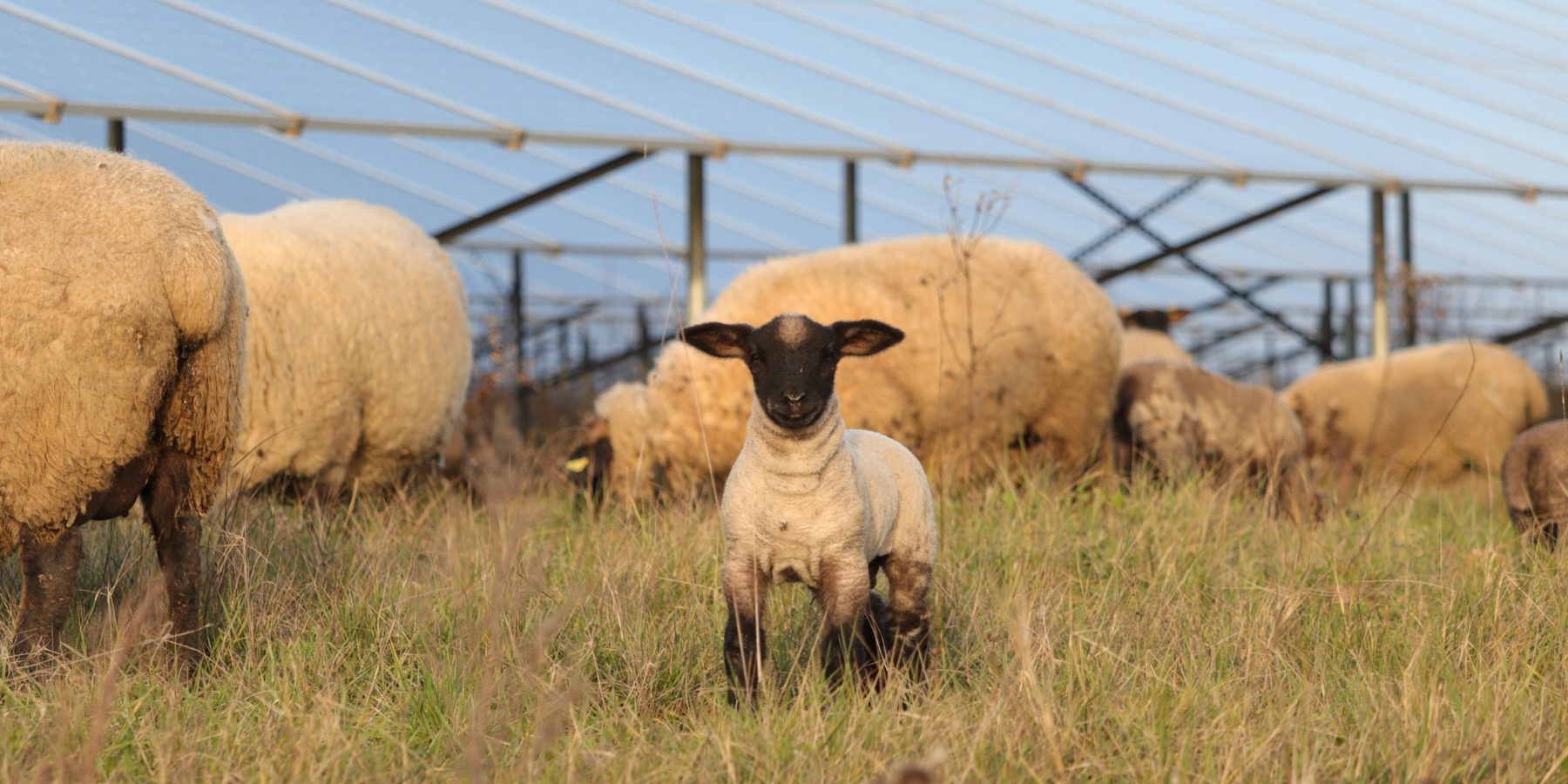 Moutons Buzet 08