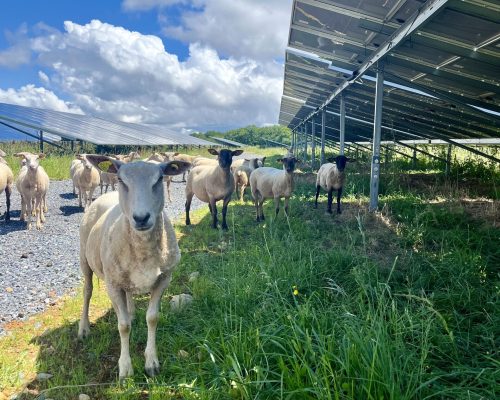 Oroix moutons 02