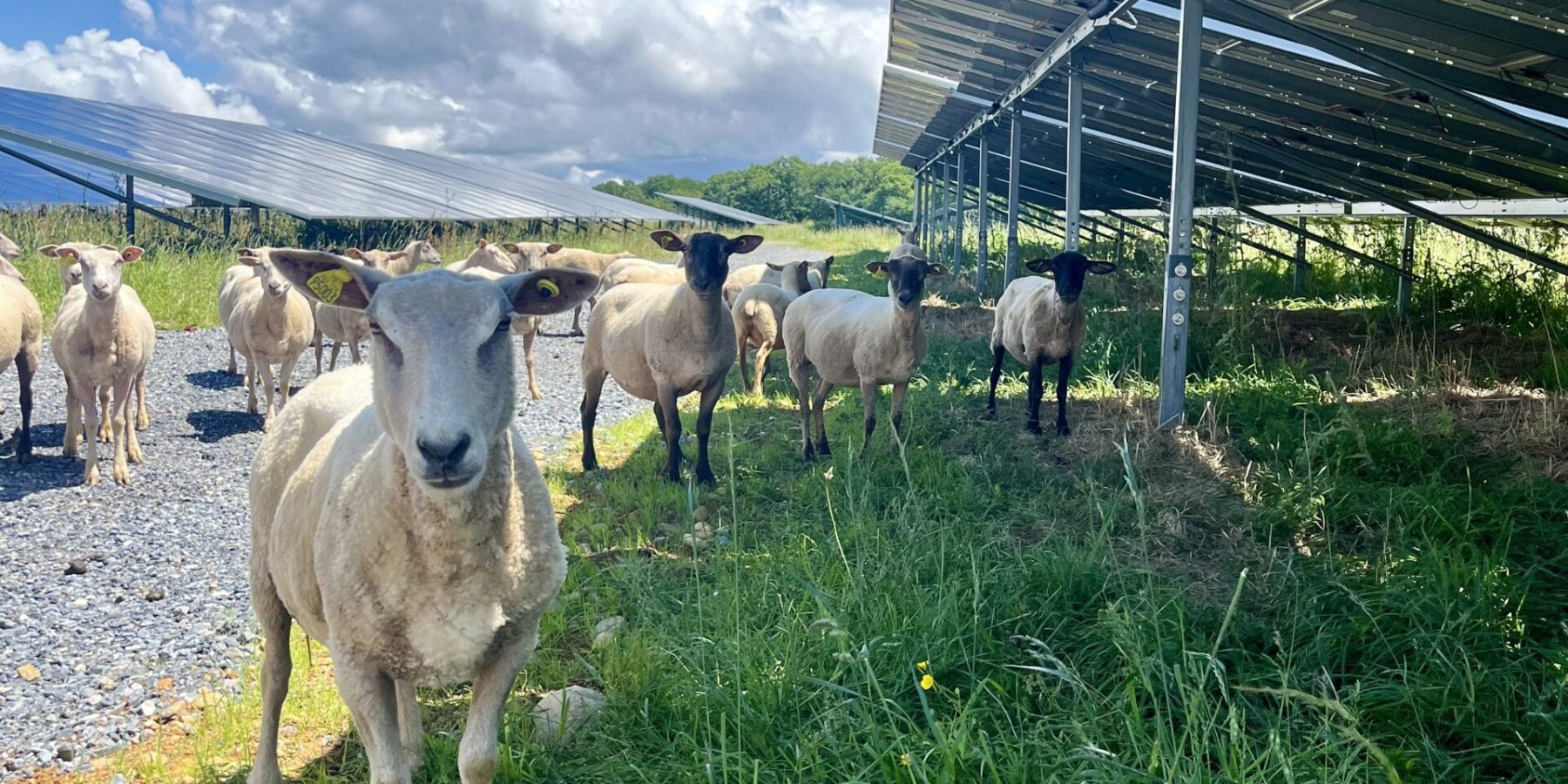 Oroix moutons 02