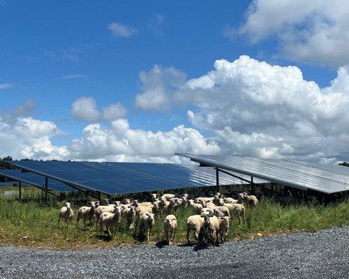 Oroix moutons 03