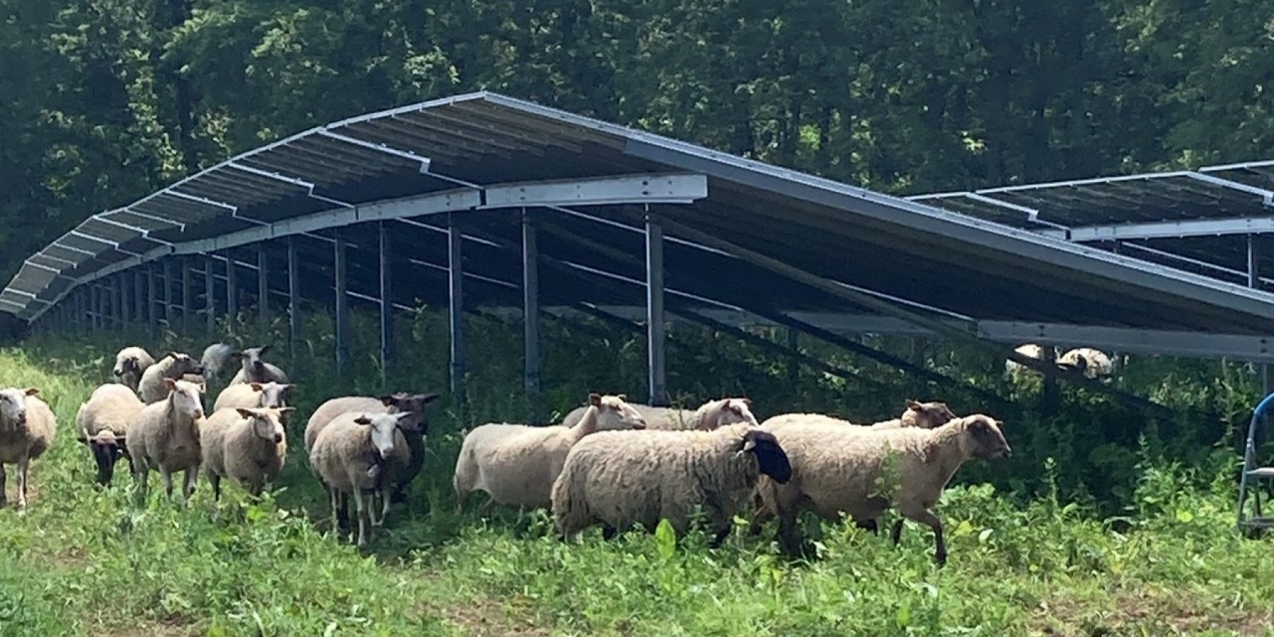 Oroix moutons