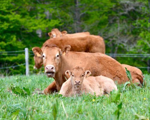 Limousin,Cows,,Mother,And,Son,,Lie,In,The,Grass,And