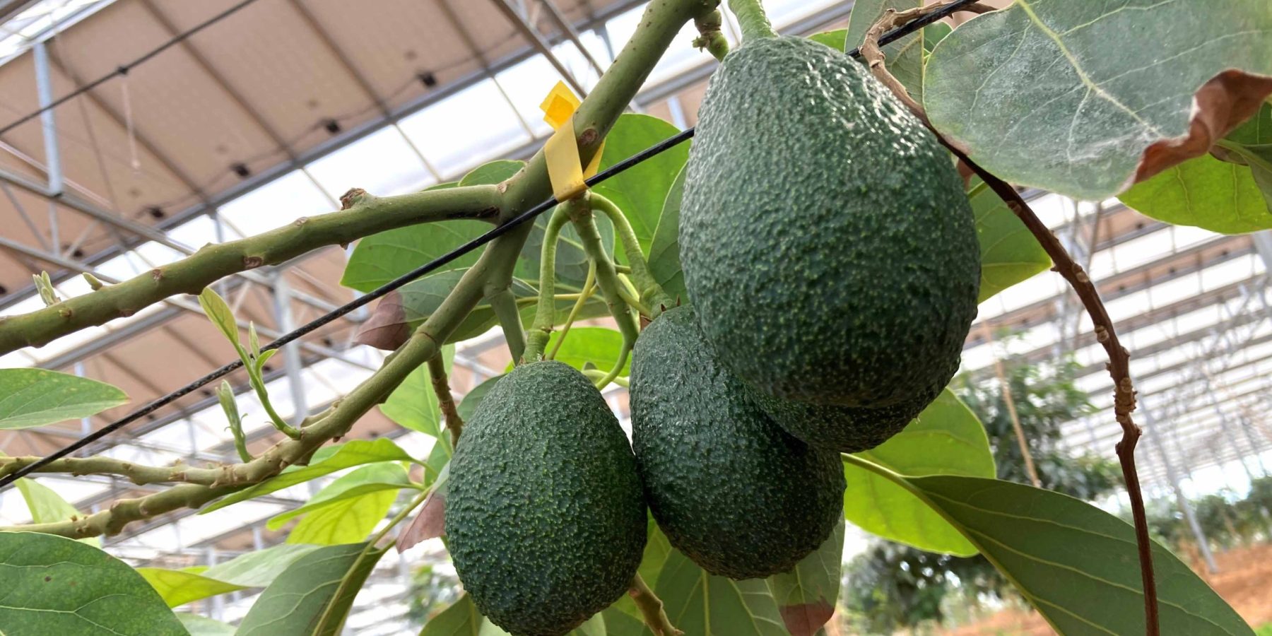 vignette avocat